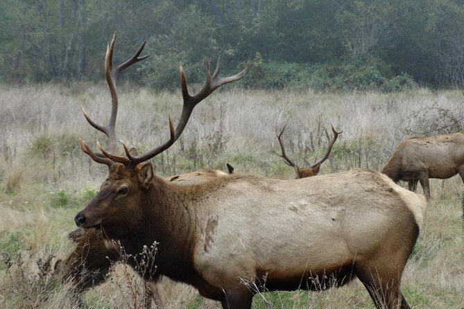 Private Avenue of the Giants Redwoods Day Trip from San Francisco - The Sum Up