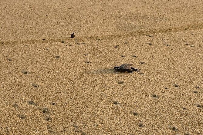 Private Baby Sea Turtle Release Huatulco HT - Good To Know