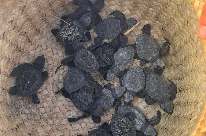 Private Baby Sea Turtle Release Huatulco HT - What You Will See and Do