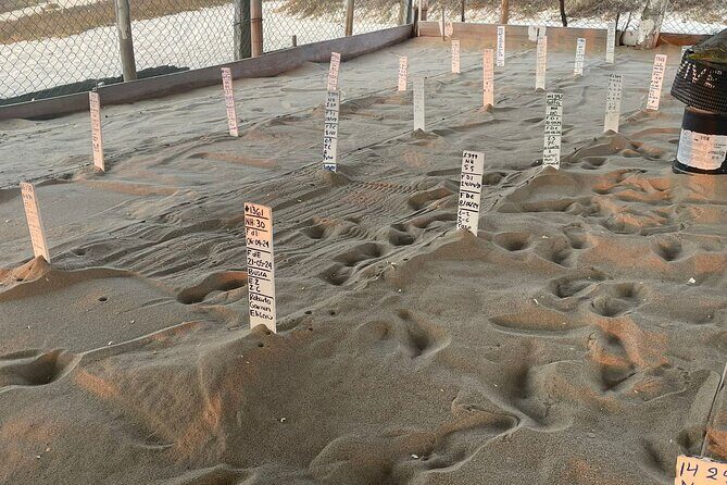 Private Baby Sea Turtle Release Huatulco HT - Santuario La Escobilla