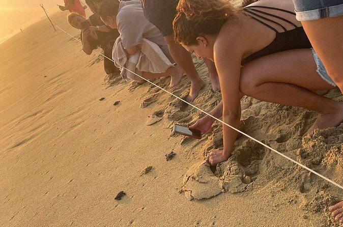 Private Baby Sea Turtle Release Huatulco HT - Cost and Value: Is It Worth It?