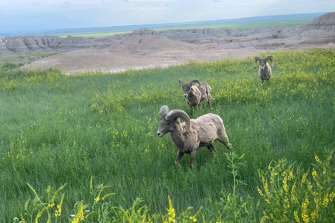 Private Badlands National Park Day Tour - Traveler Photos