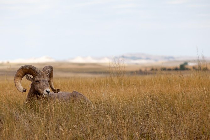 Private Badlands National Park Day Tour - Common Questions