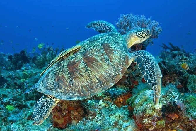 Private Bali Snorkling Blue Lagoon Beach - Meeting and Pickup Details