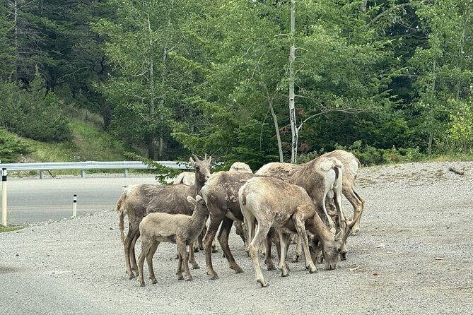Private Banff Day Tour Lake Minnewanka and Lake Louise and more - An In-Depth Look at the Banff Private Day Tour