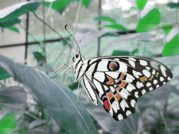 Private Bannerghatta National Park Day Excursion - Safari Highlights
