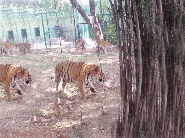 Private Bannerghatta National Park Day Excursion - Product Details