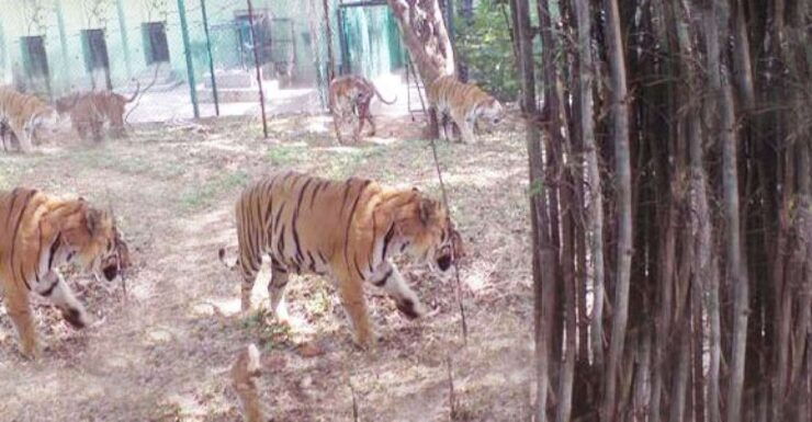 Private Bannerghatta National Park Day Excursion - Activity Details