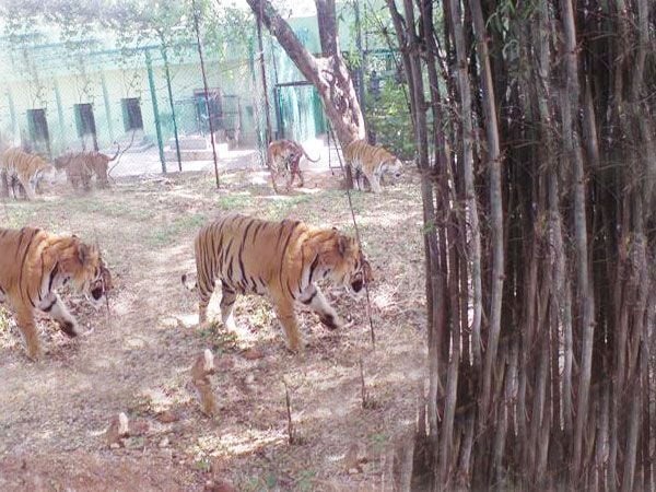 Private Bannerghatta National Park Day Excursion - Directions