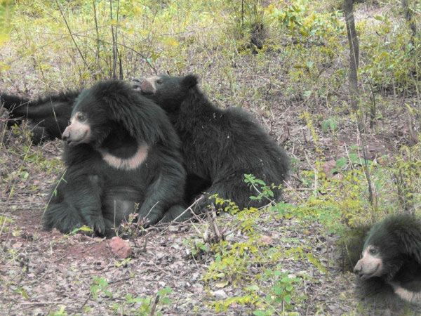 Private Bannerghatta National Park Day Excursion - Common Questions