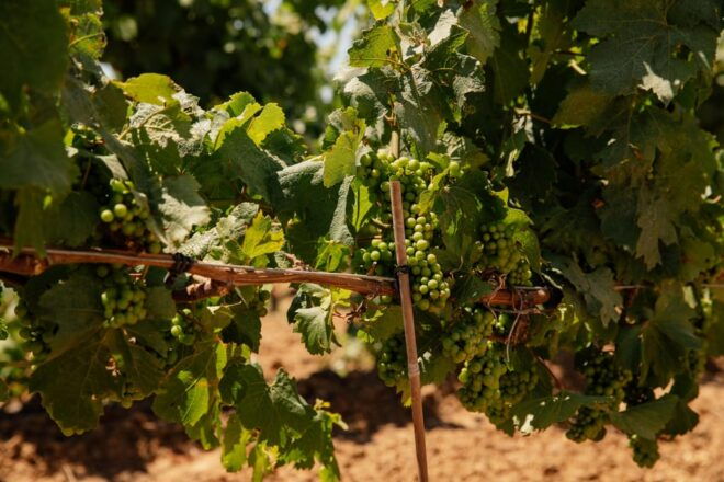 PRIVATE Barcelona Penedès Barrel Wine Tasting& 6-Course Menu - Wine Tasting Experience