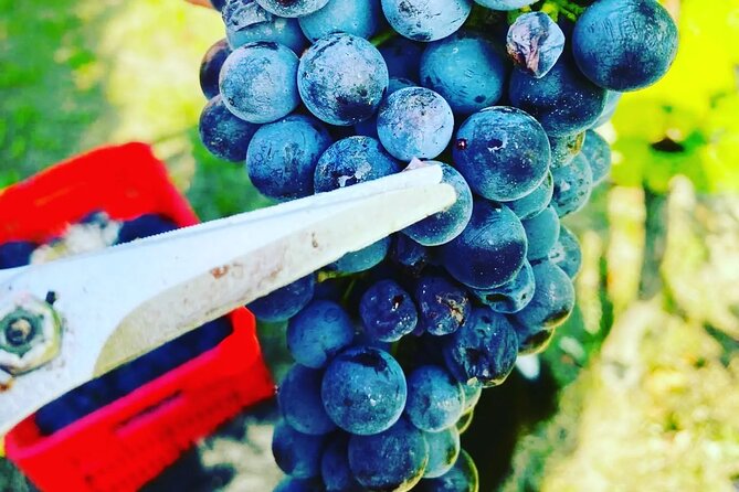 Private Barolo and Barbaresco Wine Tour Including Tastings - Tour Details and Highlights