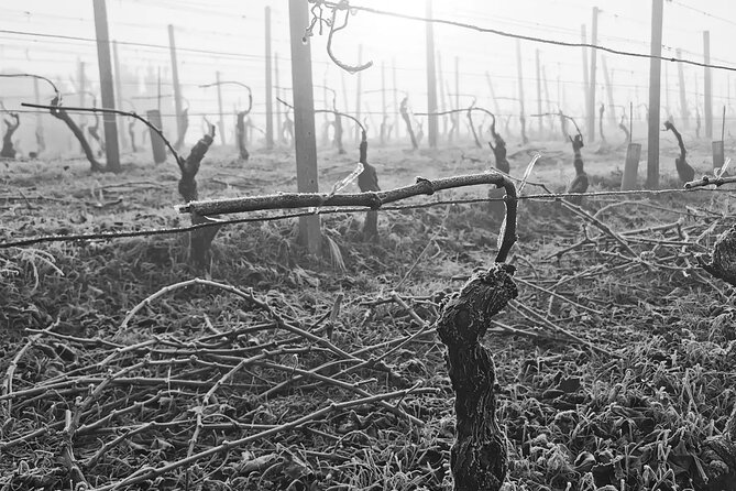 Private Barolo and Barbaresco Wine Tour Including Tastings - Meeting and Pickup