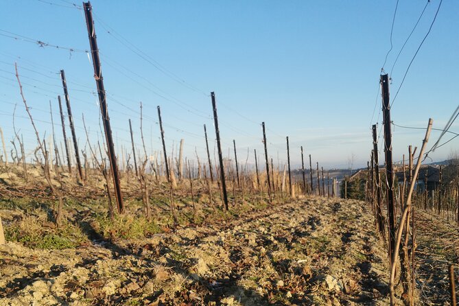 Private Barolo and Barbaresco Wine Tour Including Tastings - Additional Information and Policies