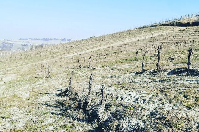 Private Barolo and Barbaresco Wine Tour Including Tastings - The Sum Up