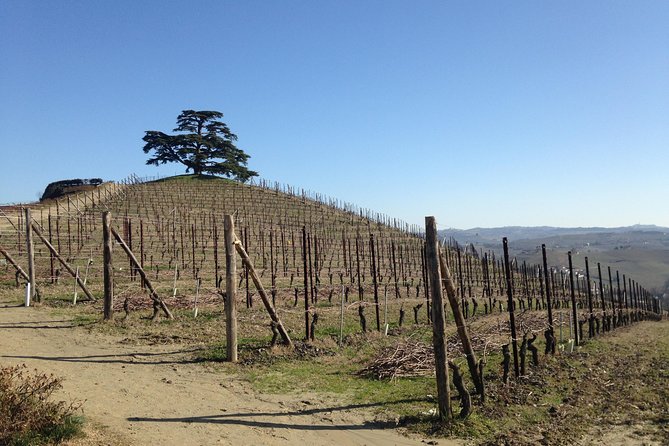 Private Barolo Wine Tour With Winemaker - Traveler Photos