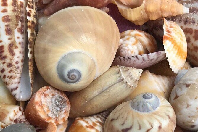 Private Barrier Island Shelling Tour - Frequently Asked Questions