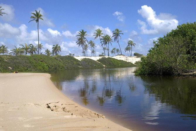 Private Beach Buggy Tour - Praia Do Forte by Emytour - Tour Details