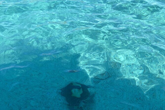 Private Beach Day Snorkeling and Swimming with Pig in Rose Island - An In-Depth Look at the Tour