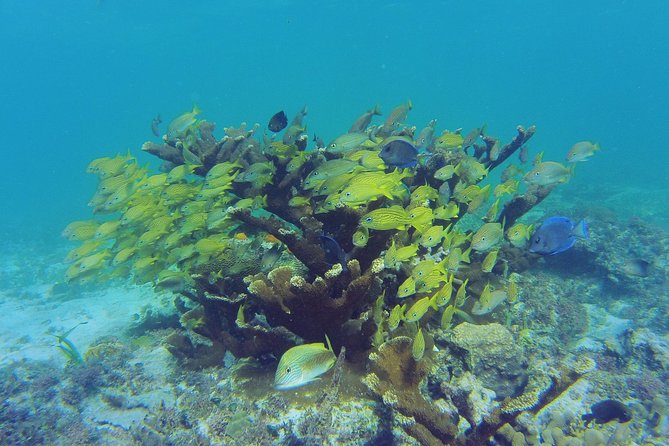 Private Beach Escape! Isla Contoy and Isla Mujeres With Snorkeling - Additional Details and Reviews