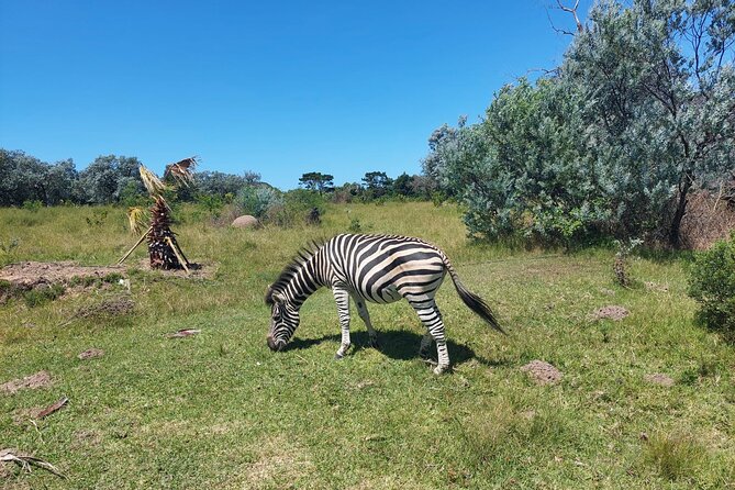 Private Beach Lodge and Giraffe Interaction for Cruise Ship Guest - Beach Lodge Accommodations