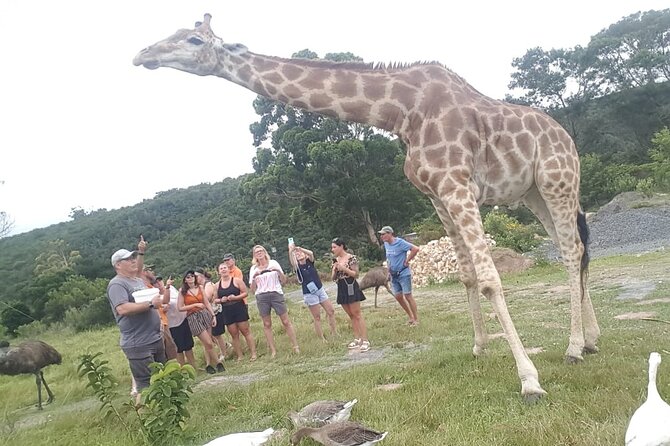 Private Beach Lodge and Giraffe Interaction for Cruise Ship Guest - Giraffe Interaction Experience