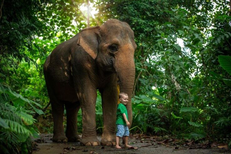 Private Beach With Bathing and Take Care Elephant - Experience Highlights
