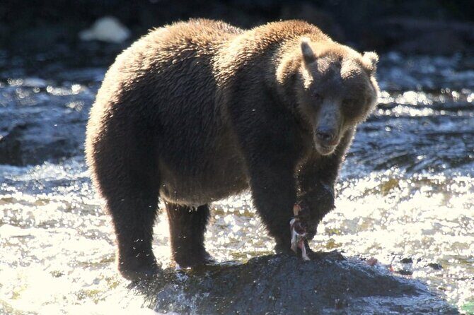 Private Bear Viewing at Waterfall Creek - Authentic Experiences and Guest Feedback