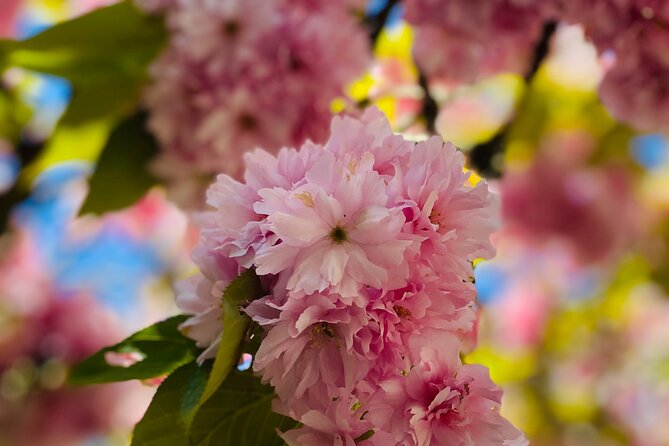 Private Beautiful Butchart Gardens & Victoria Highlights Tour - The Sum Up