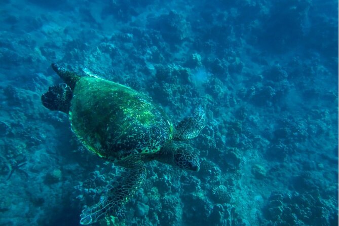 Private Beginner Paddleboard Lesson With Snorkel in Turtle Town! - Snorkeling in Turtle Town