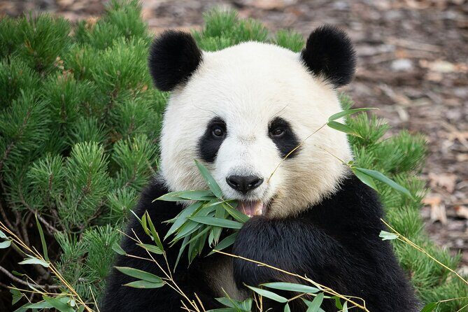 Private Beijing Tour Temple of Heaven Pandas and Summer Palace - Good To Know