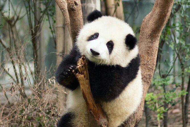 Private Beijing Tour Temple of Heaven Pandas and Summer Palace - Final Thoughts