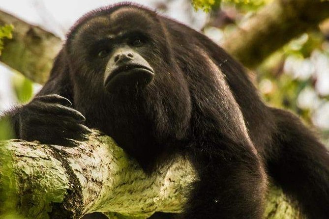 Private Belize Cave Tubing & Howler Monkey Sanctuary Combo Tour With Lunch - Meeting and Pickup Details