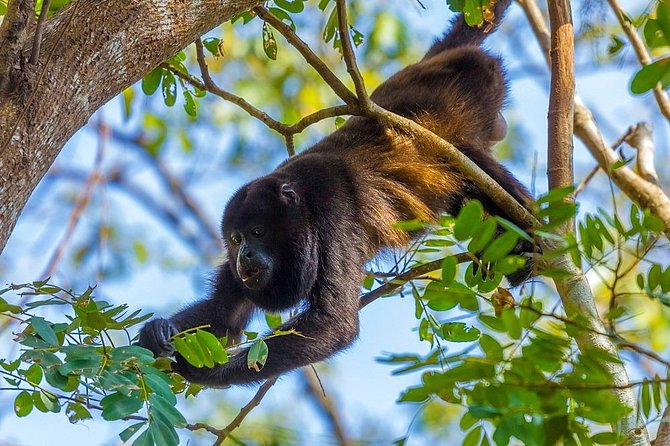 Private Belize Cave Tubing & Howler Monkey Sanctuary Combo Tour With Lunch - Directions for the Tour