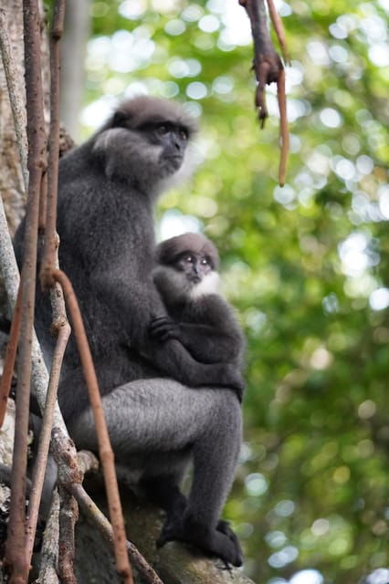 Private Bentota River Safari Tour With Pickup - Pricing Details