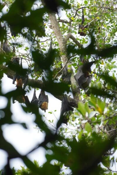 Private Bentota River Safari Tour With Pickup - Important Considerations