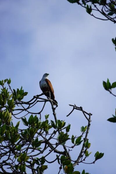 Private Bentota River Safari Tour With Pickup - Frequently Asked Questions