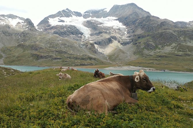 PRIVATE Bernina Train, Sankt Moritz & Wines Guided Tour From Lake Como or Milan - The Sum Up