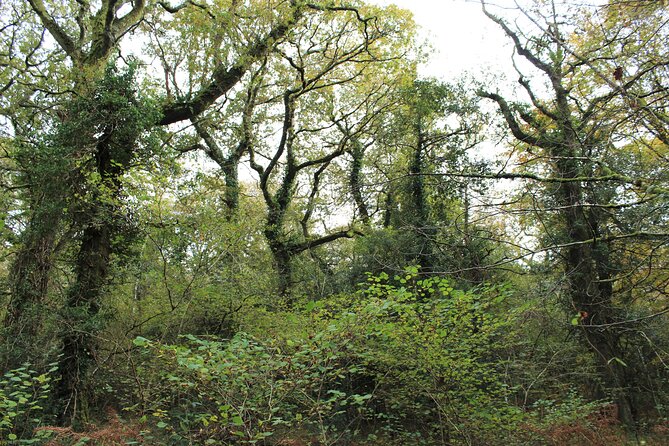Private Bespoke Guided Nature Walking Tour From Okehampton Station - Tour Details