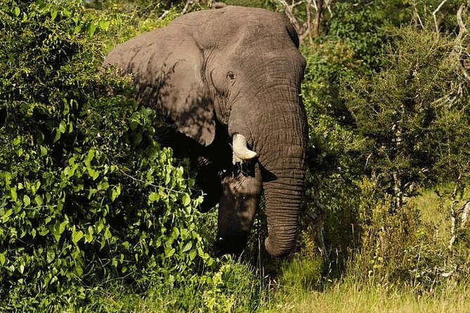 Private Big 5 Safari at Aquila Game Reserve From Cape Town - Pricing and Booking Information