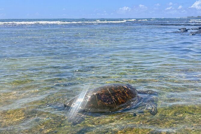 Private Big Island: History & Local Market Tour (Up to 12) - The Sum Up