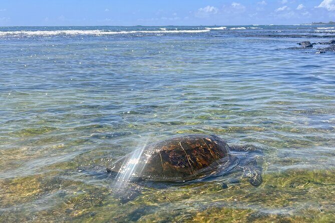 Private Big Island: History & Local Shopping Tour - Frequently Asked Questions