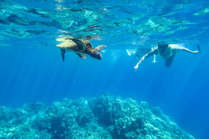 Private Big Island Snorkel Tour - What to Expect
