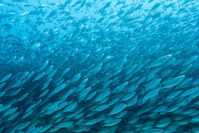 Private Big Island Snorkel Tour - Traveler Reviews
