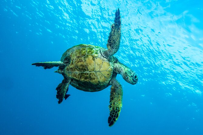 Private Big Island Snorkel Tour - Private Snorkeling Experience