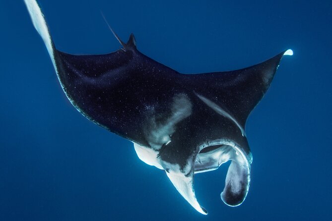 Private Big Island Snorkel Tour - Captains Expertise and Guidance