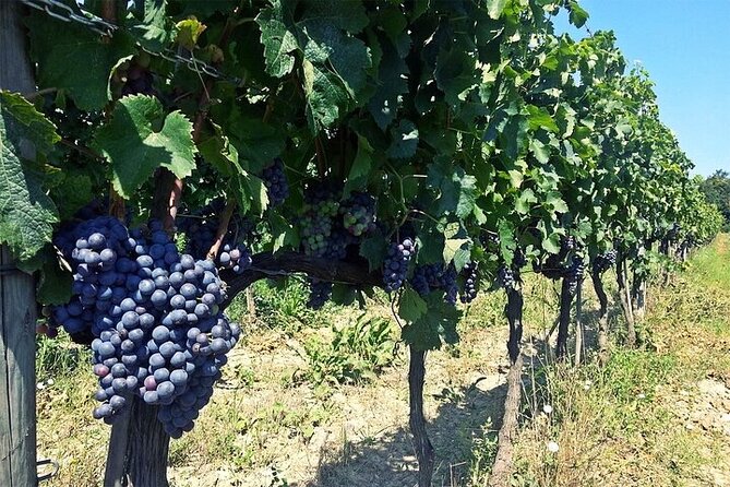 Private Bike and Wine Hal-Day Tour in Lucca - Booking Information