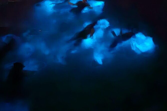 Private Bioluminescence Tour in Grand Cayman - Frequently Asked Questions (FAQs)  