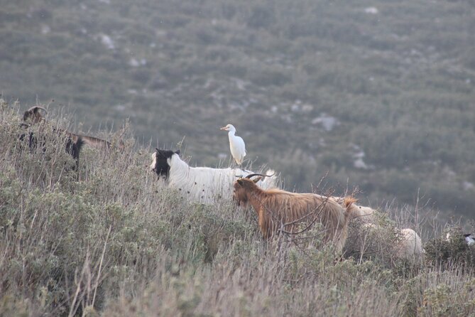 Private Birding Tour in Albania - Directions