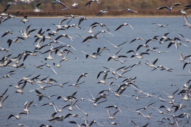 Private Birding Tour in Albania - Pricing and Inclusions